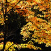 Thomas Maple Photo 23