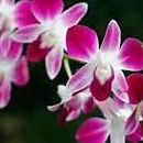 Donna Sommers Photo 15