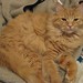 Ginger Thomas Photo 28