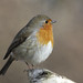 Robin Carr Photo 44