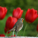 Robin Bloom Photo 17