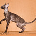 James Sires Photo 11