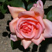 Helen Rose Photo 26
