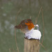 Robin Middleton Photo 39