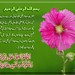 Masood Mirza Photo 18