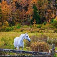 Cheryl Morrison Photo 42
