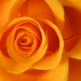 Rose Holland Photo 21