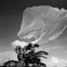 Bob Key Photo 15