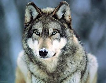 Marcus Wolf Photo 25