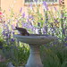 Joyce Dove Photo 5