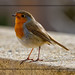 Robin Golden Photo 32