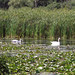 Ann Swan Photo 26