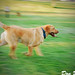 Roger Roscoe Photo 15