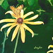 Susan Montgomery Photo 45