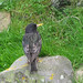 Summer Starling Photo 11