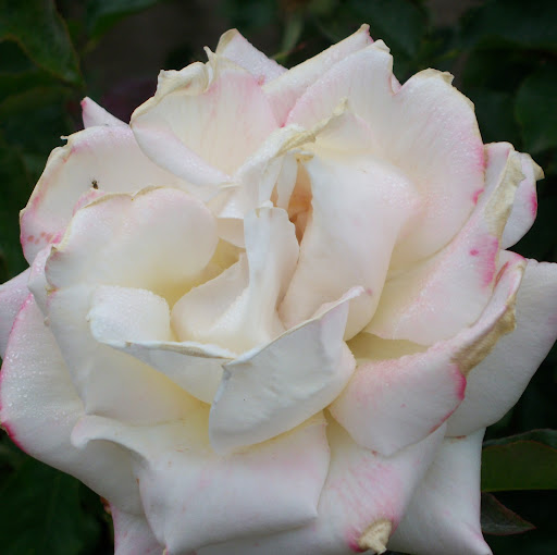 Linda Irvin Photo 5