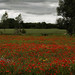 Poppy Bush Photo 4