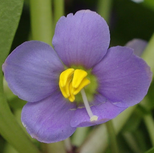 Bernice Smith Photo 6