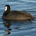 Victor Coots Photo 13