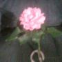 Deborah Cortez Photo 26