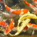 Stephen Carp Photo 8