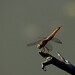 Sandeep Gill Photo 12