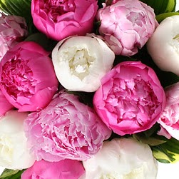 Elizabeth Withers Photo 29