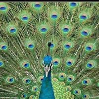 John Peacock Photo 38