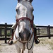 Terri Fort Photo 9