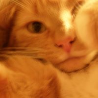 Cheryl Peterson Photo 19