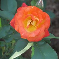 Judy Rosenow Photo 6