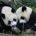 Zhi Li Photo 2