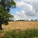 Carole Fields Photo 18