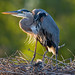 Michael Heron Photo 4