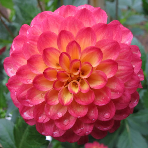 Joy Wagner Photo 36