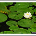 Lily Sun Photo 16
