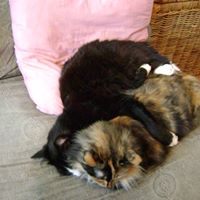 Susan Schafer Photo 34