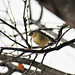 Ruby Branch Photo 5