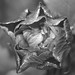 Sharon Black Photo 24