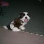 Cindy Boyer Photo 26