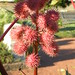 Elizabeth Lobe Photo 3
