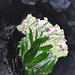 Jane Burns Photo 20