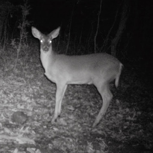 Kenneth Livingston Photo 31