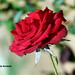 Maria Quintas Photo 24