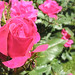 Kristina Sharp Photo 17