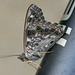 Stephen Freese Photo 10
