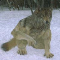 Mike Wolf Photo 17