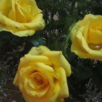 Thi Do Photo 32