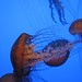 Charles Nettles Photo 29