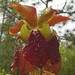 Roberta Hill Photo 31